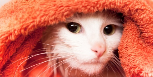 Como dar banho em gatos Como dar banho em gatos