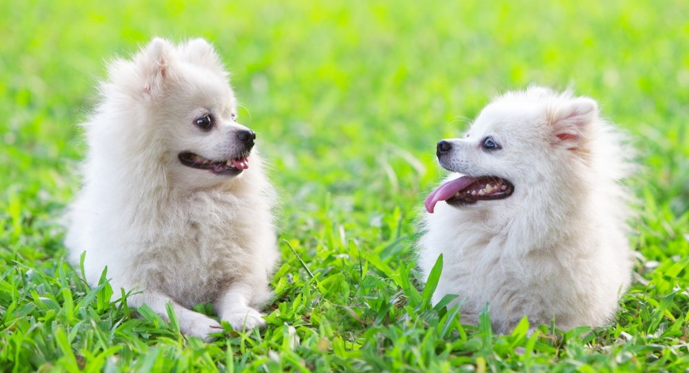 Cães também sentem inveja e ciúmes