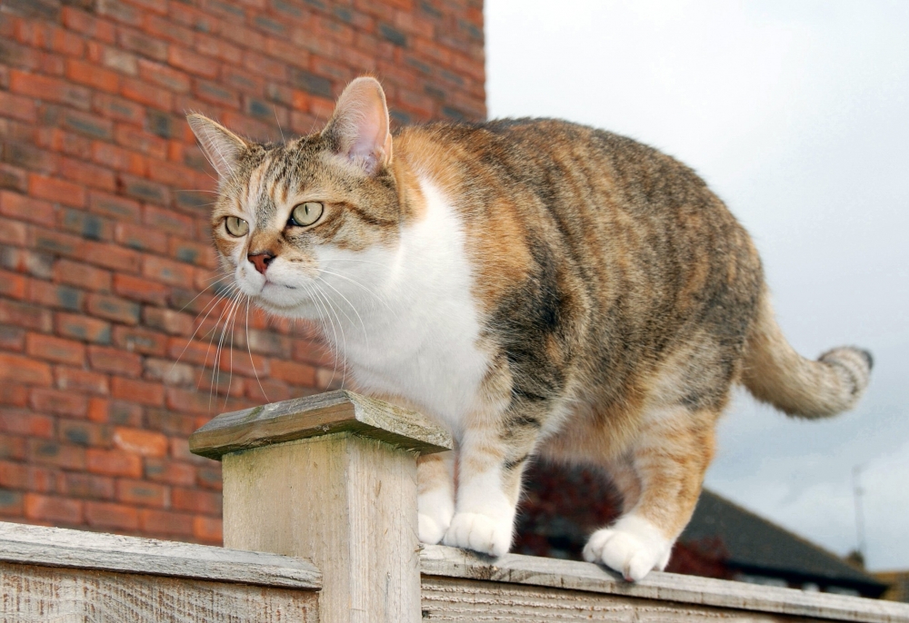 Gatos com problemas articulares: os cuidados necessários