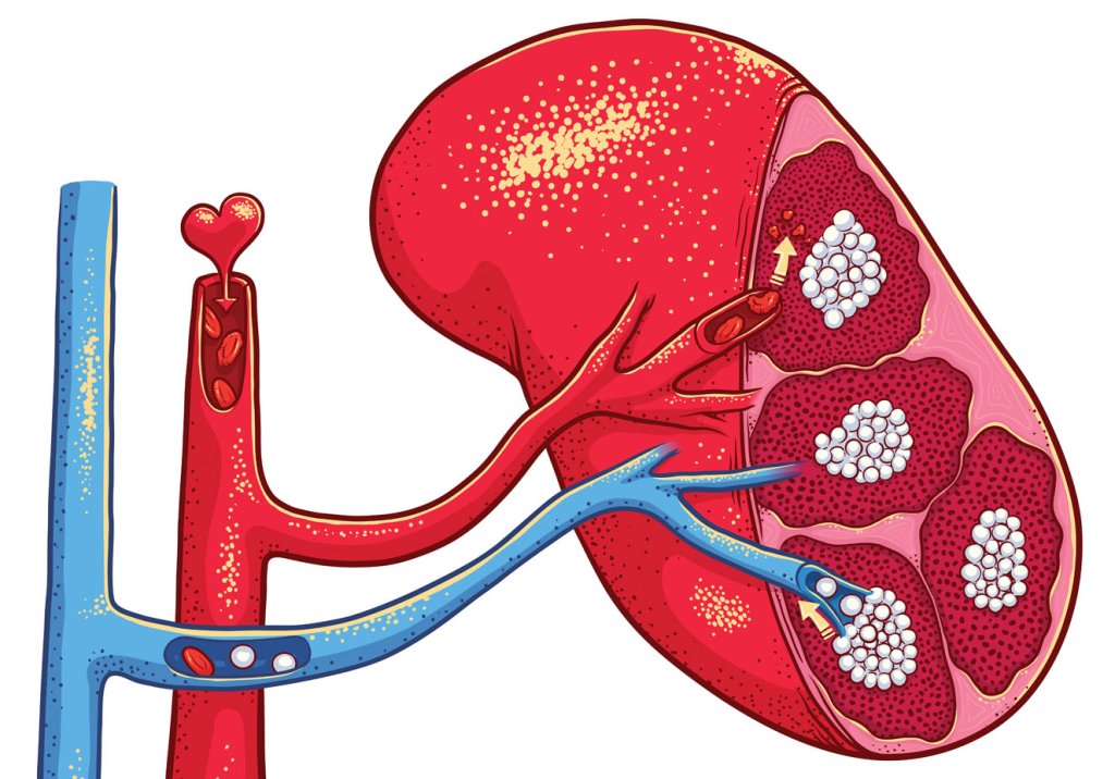 Pra que serve o baço?