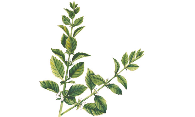 Planta medicinal Erva-cidreira