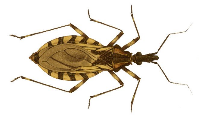 Tudo o que você sabia sobre a doença de Chagas está errado