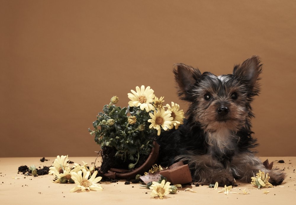 Estamos na primavera, e quais cuidados devo ter com meu pet?