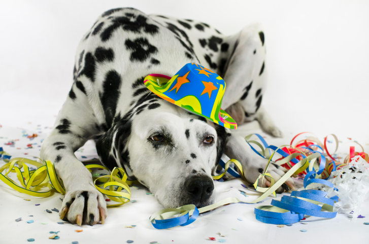 Cães e gatos podem curtir o  carnaval?