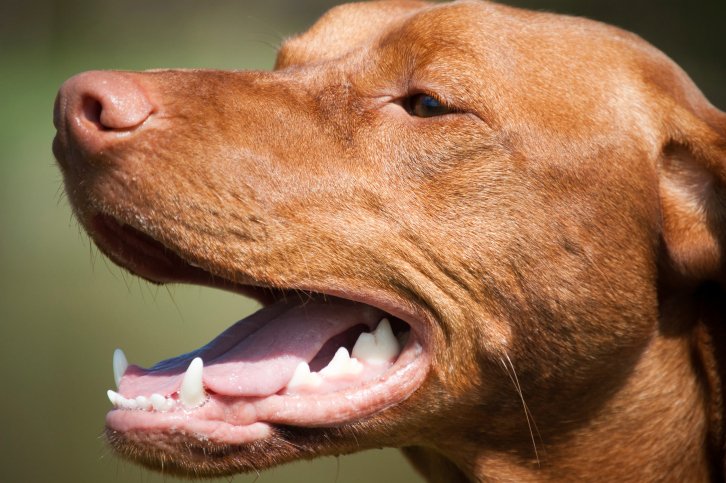 Aparelho ortodôntico para cães: isso existe?