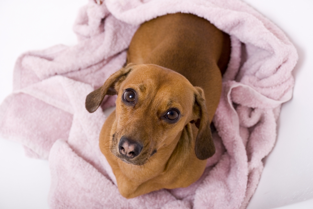 Dicas de limpeza garantem a saúde do seu bichinho