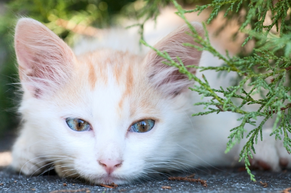 Panleucopenia: como evitar esta doença que ataca os gatos