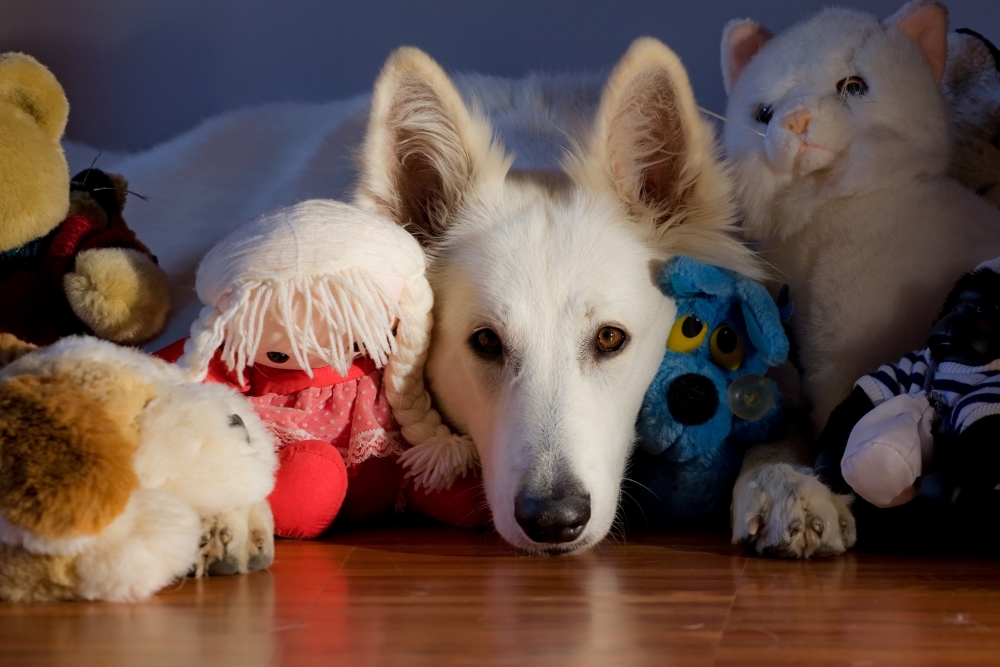 Gravidez psicológica em cadelas