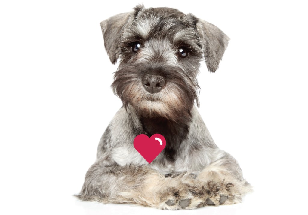 Quando o coração do bicho adoece