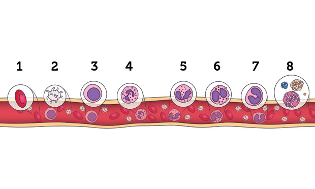 4. Hemograma 4. Hemograma