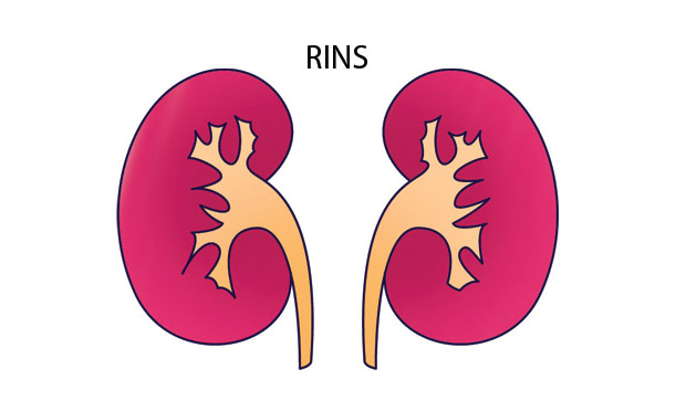 5. Ureia e creatina 5. Ureia e creatina