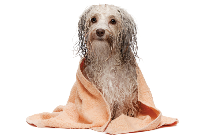 Banhos em pet shops podem estressar o animal