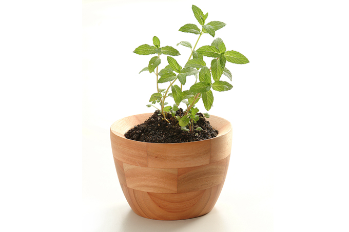 Hortelã: frescor pra lá de saudável