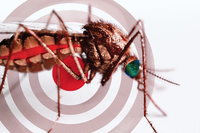 Aedes aegypti: sempre ele