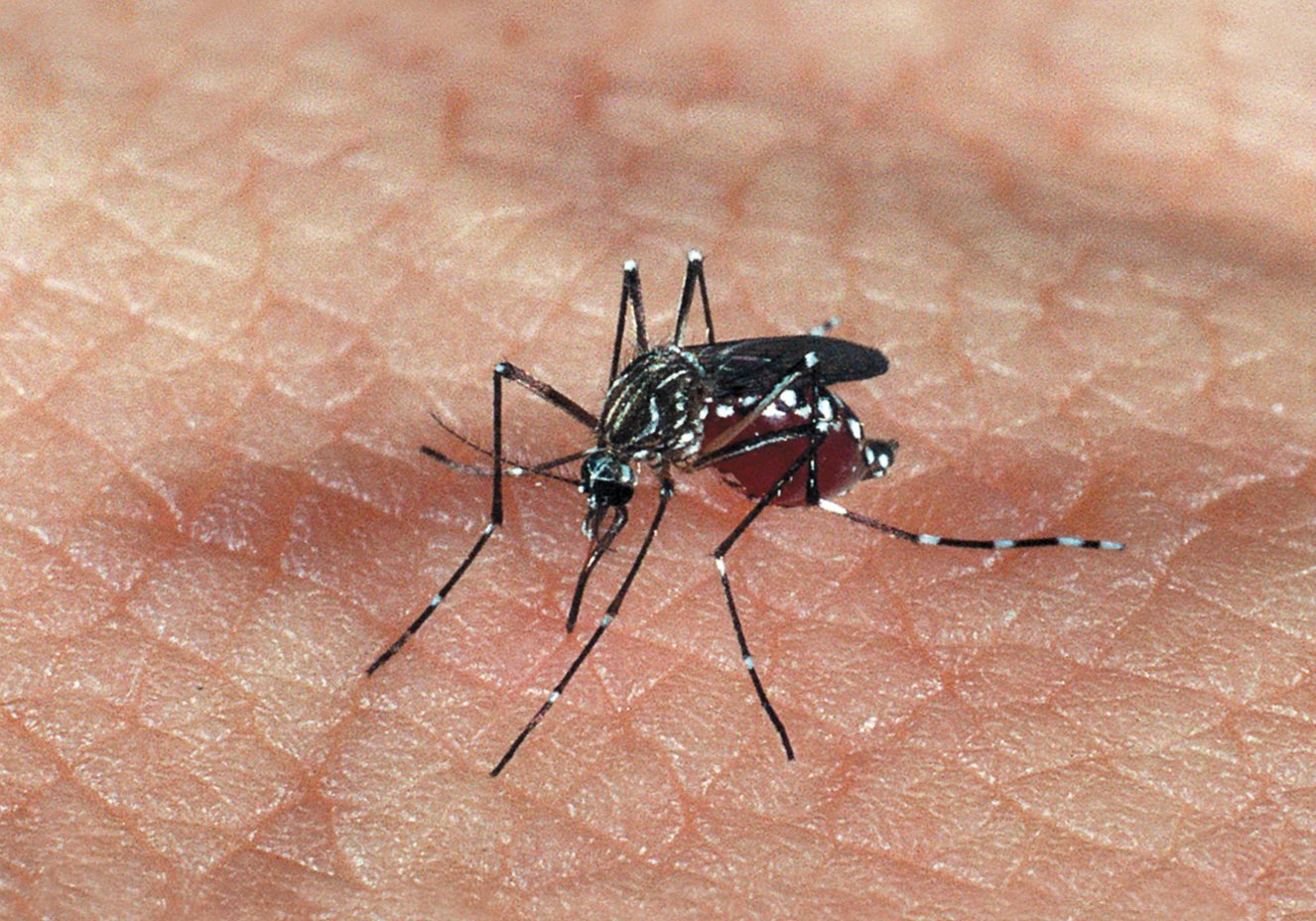 Governo declara fim de emergência nacional pelo vírus Zika