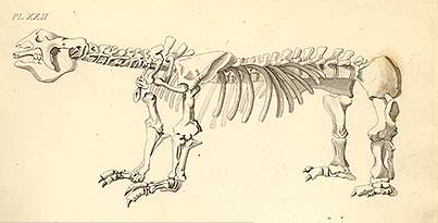 Ilustração de um megatério, criatura gigantesca que viveu há 20 mil anos, feita por James Parkinson para seu livro 