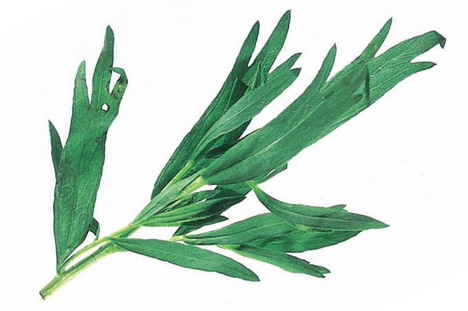 Estragão: tempero que refina a culinária e faz bem pra saúde