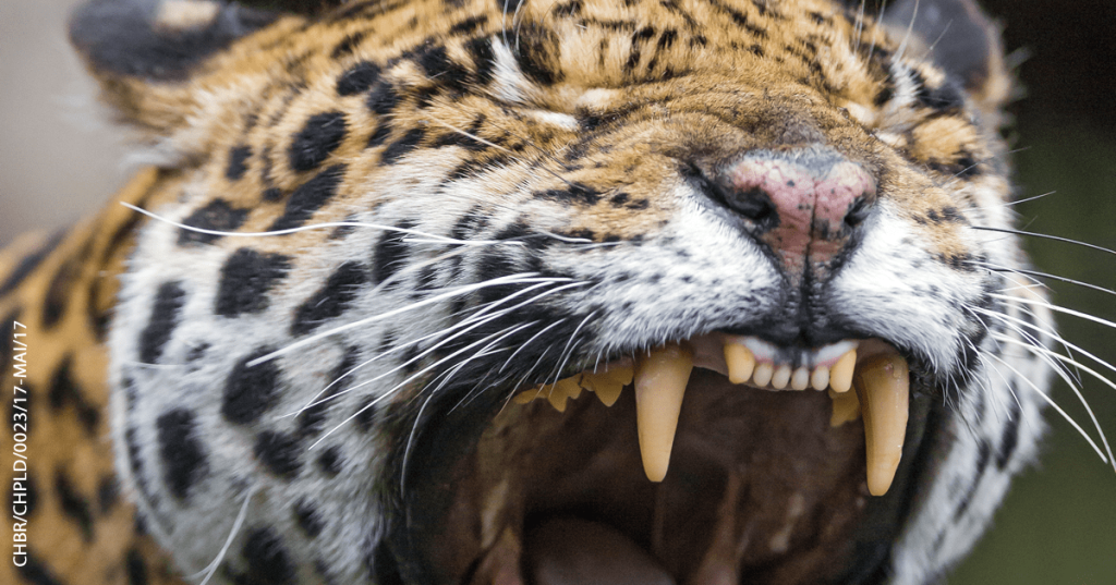 Mitos e verdades! O que causa o mau hálito?