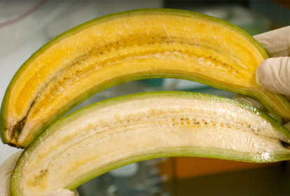 banana