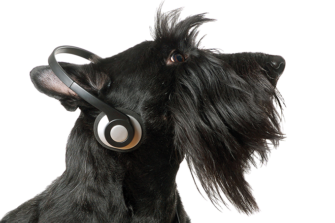 Os benefícios da música para cães e gatos
