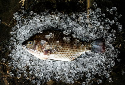 O que é tilápia peixe benefícios