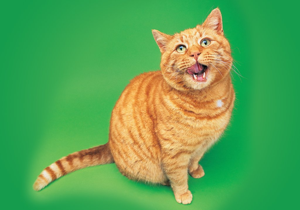 Produtos com feromônios para gatos