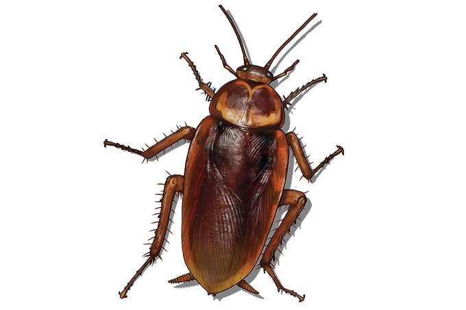 Pragas urbanas: como evitar as principais e controlar infestações