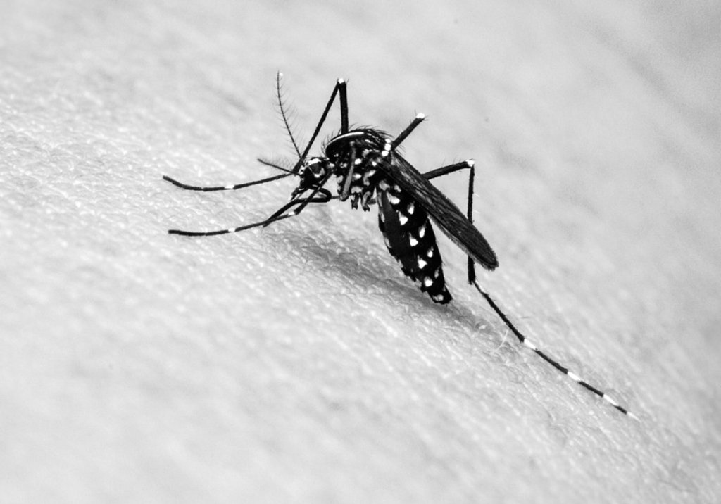 Dengue tipo 2: São Paulo entra em estado de alerta. E agora?