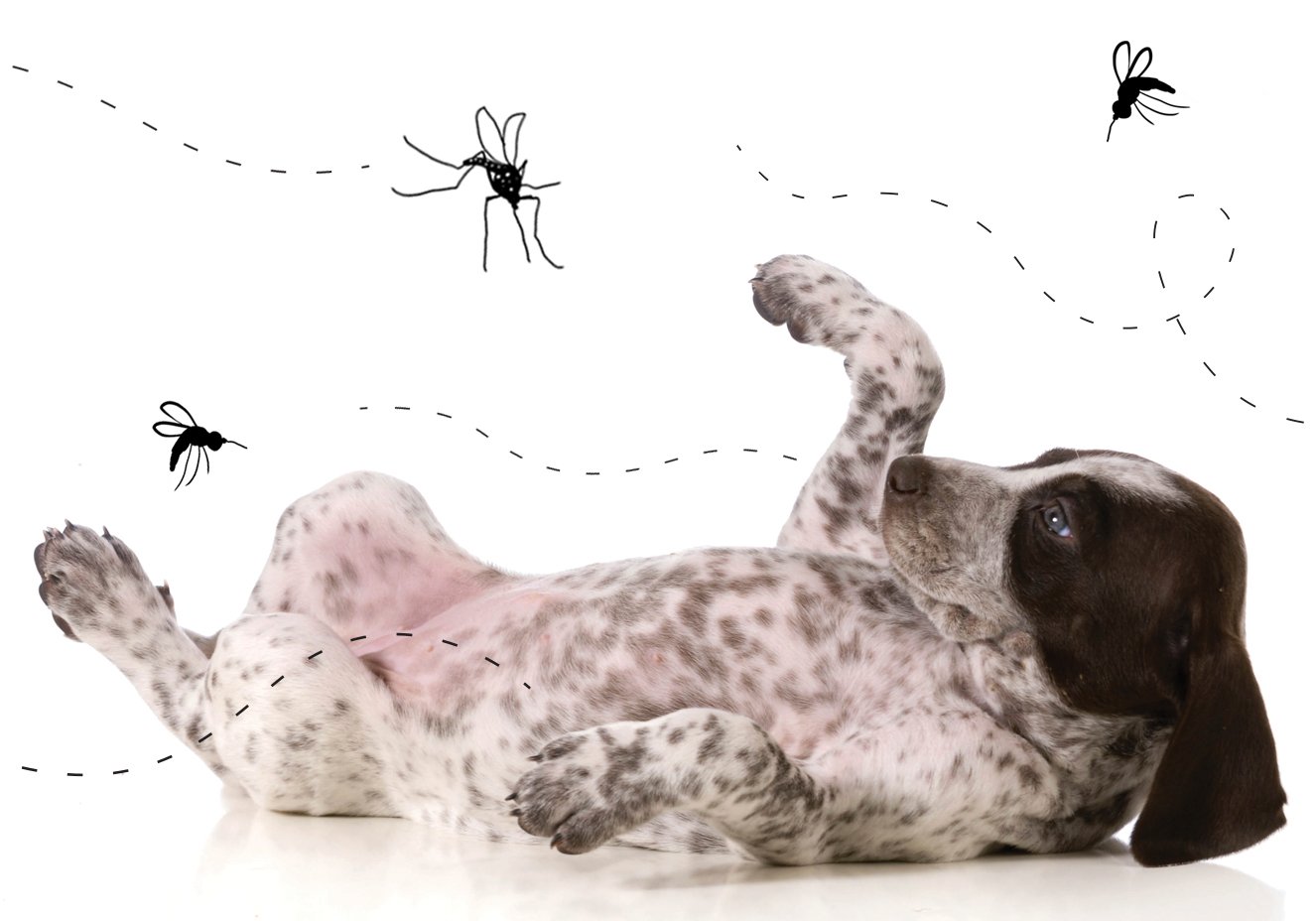 Pulgas, carrapatos e pernilongos, por que eles são perigosos para os pets