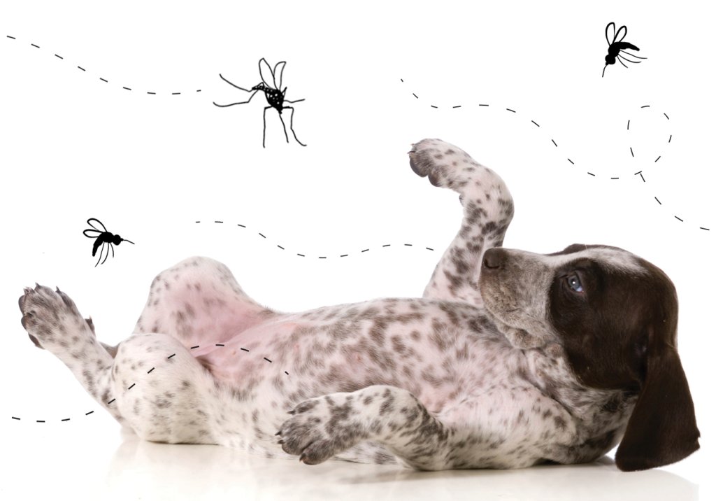 Doenças de insetos em animais