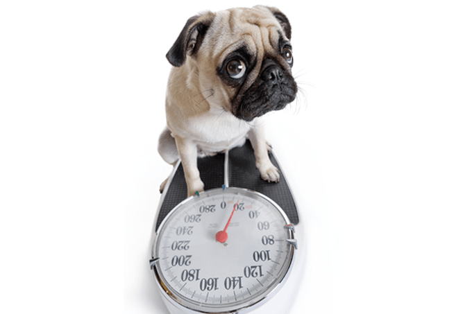 Como emagrecer o pet do jeito certo