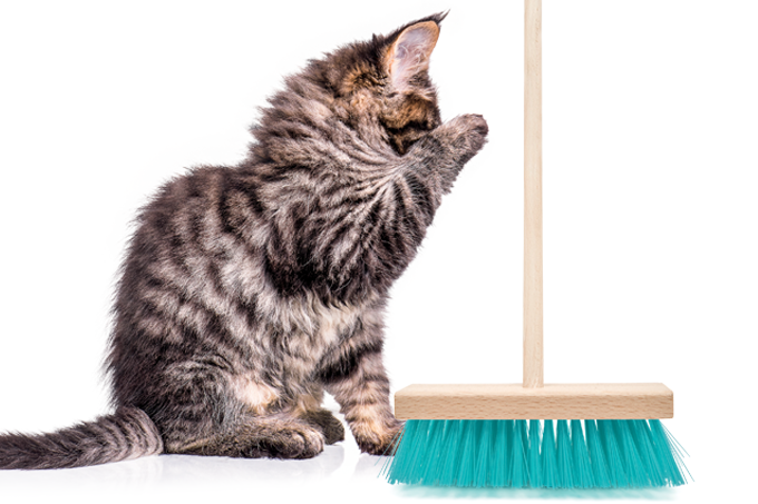 Poeira seria perigosa para os gatos