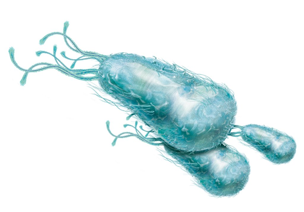 Novos hábitos ajudam a vencer as superbactérias, uma preocupação mundial