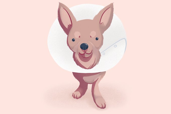 Primeiros socorros de pets: como agir em situações de emergência