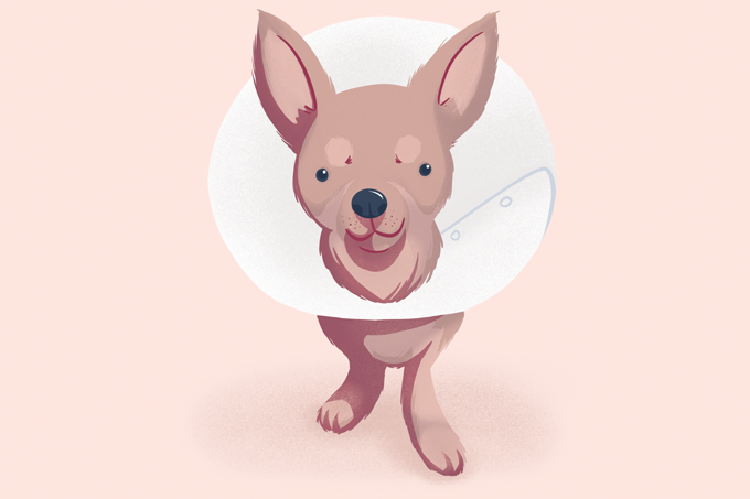 Primeiros socorros de pets: como agir em situações de emergência