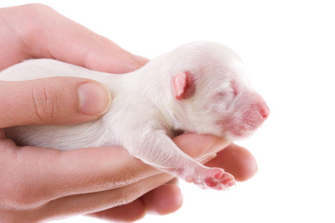 Os bichos também precisam de pré-natal