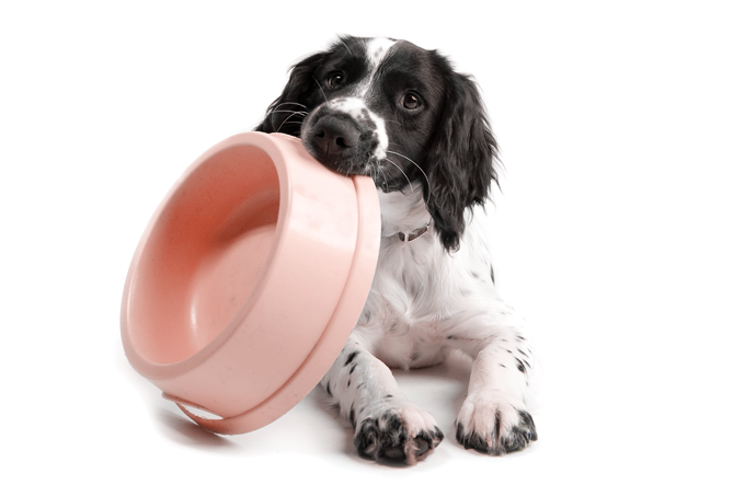 Uma ração para cada necessidade