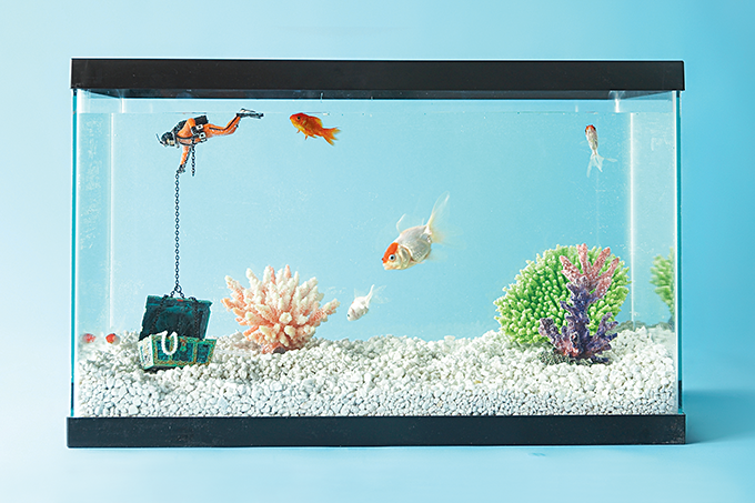 Peixes de estimação exigem cuidados especiais