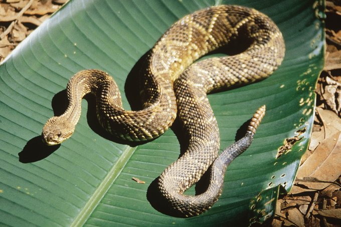 Acidentes com cobras: o que fazer?
