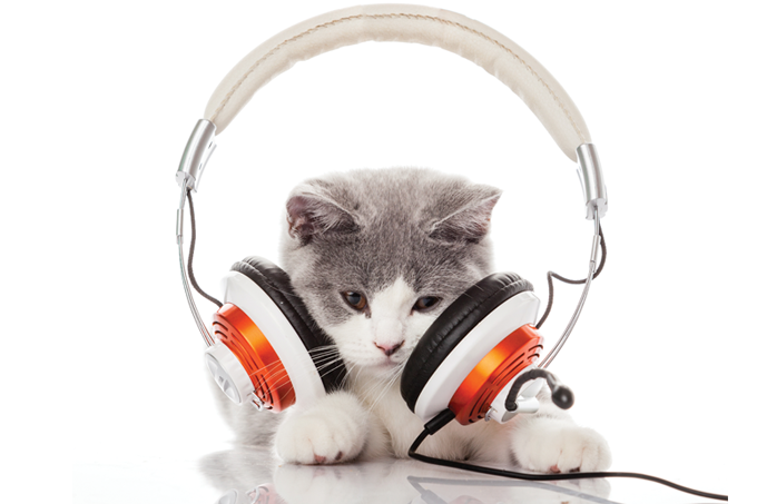 spotify para pets