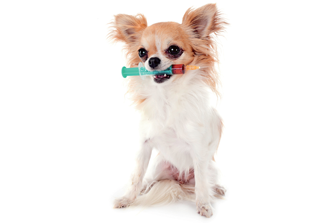 vacina de cachorro coronavirus