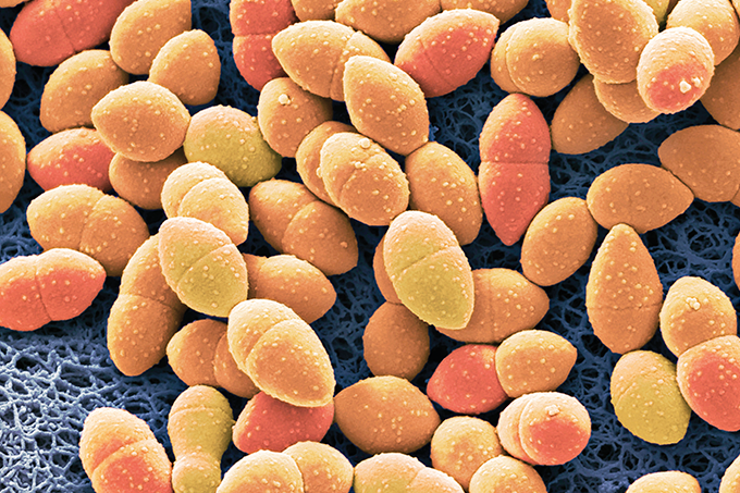 Zoom: microaliados da alimentação