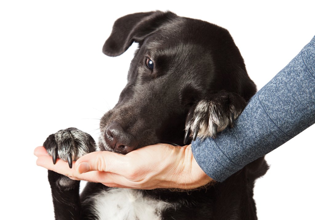 O que fazer com os animais na quarentena?
