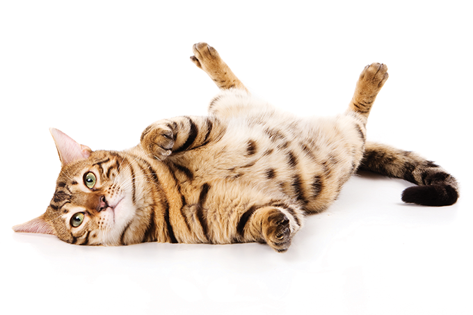 Por que cães e gatos não contam para a transmissão do novo coronavírus