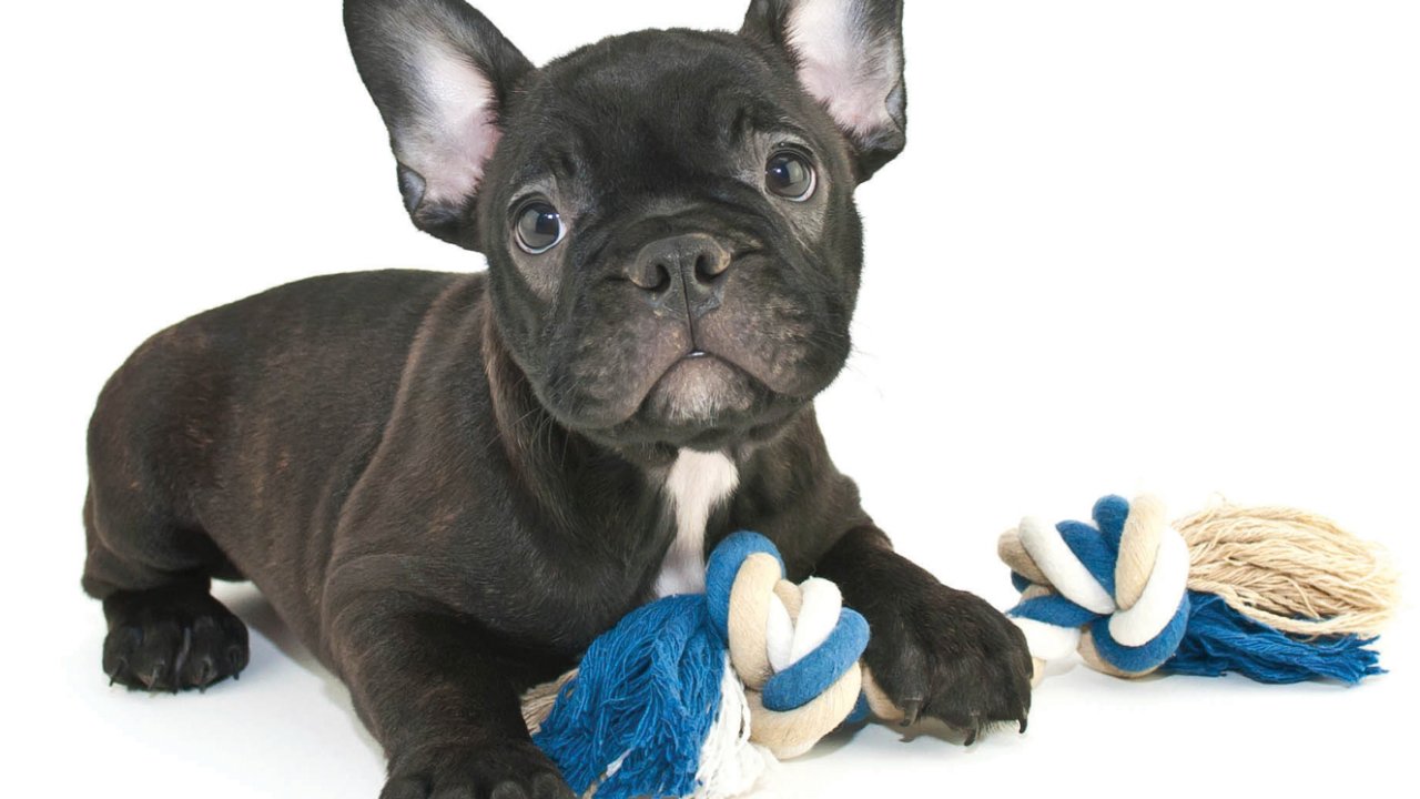 cachorro com coronavírus em curitiba