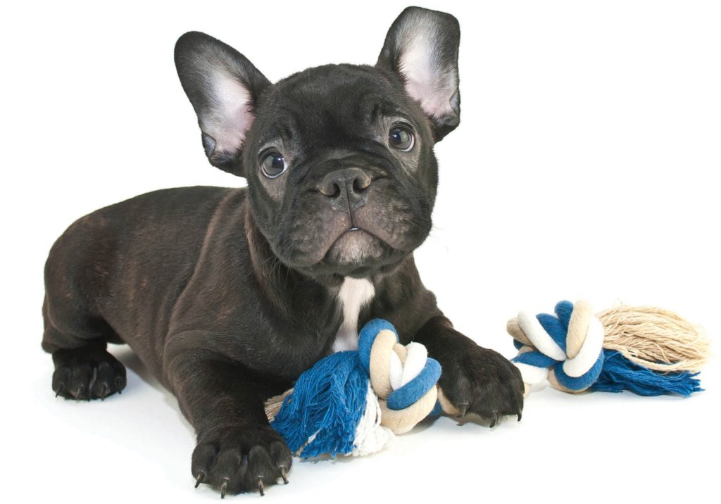 Cachorro pode pegar Covid-19?
