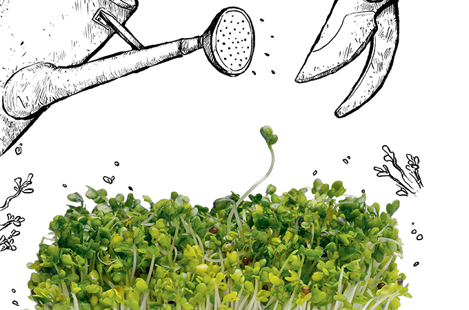 Olha os brotos! Os benefícios e modos de uso desses alimentos