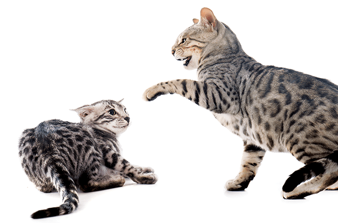 Tem novo gato na família: como lidar?