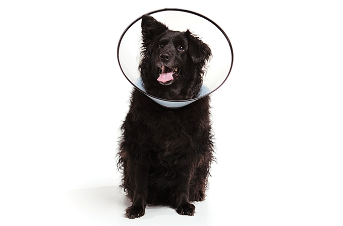 A hora certa de castrar cães maiores