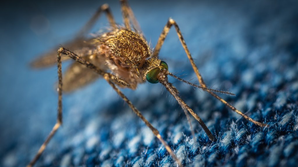 Em meio à Covid-19, especialistas alertam para cuidados contra a dengue
